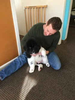 Dr. Brendan adjusting a Newfoundland puppy
