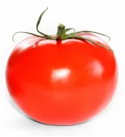 A ripe tomato